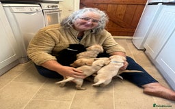Labrador Retriever dogs for sale: Working/Active Pet - Image 5