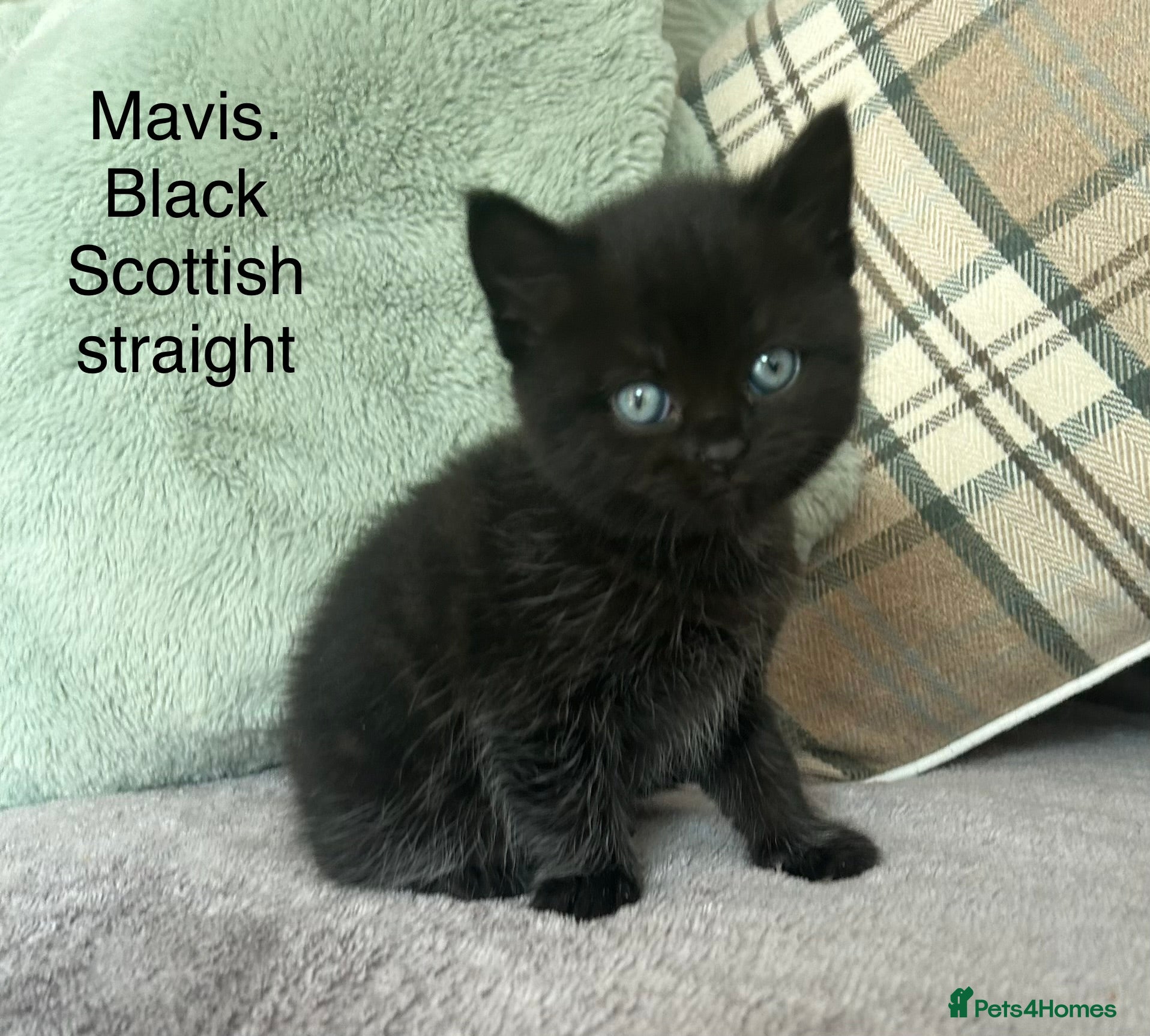 Scottish Fold cats Scottish folds and straights - Advert 2