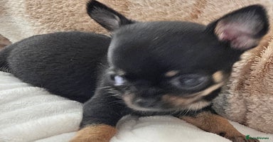 Chihuahua dogs Beautiful  Blue and Merle Chihuahuas - Advert 5