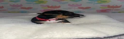 Jack Russell dogs for sale: Stunning short legged Jack Russell puppies - Advert 17