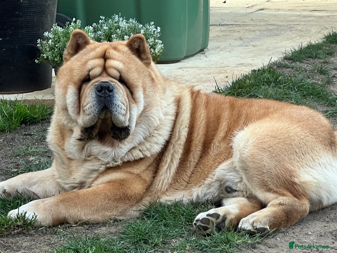 Chow Chow dogs for stud: 🔥STUD🔥 - Advert 5
