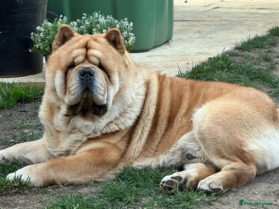 Chow Chow dogs for stud: 🔥STUD🔥 - Advert 5