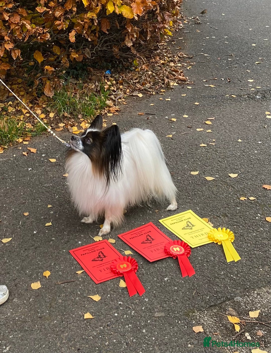 Papillon dogs for stud: FOR STUD ONLY - KC REGISTERED PAPILLON in Rochdale - Advert 4