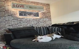 Mixed Breed dogs for sale: Micro Pocket bully  - Image 6