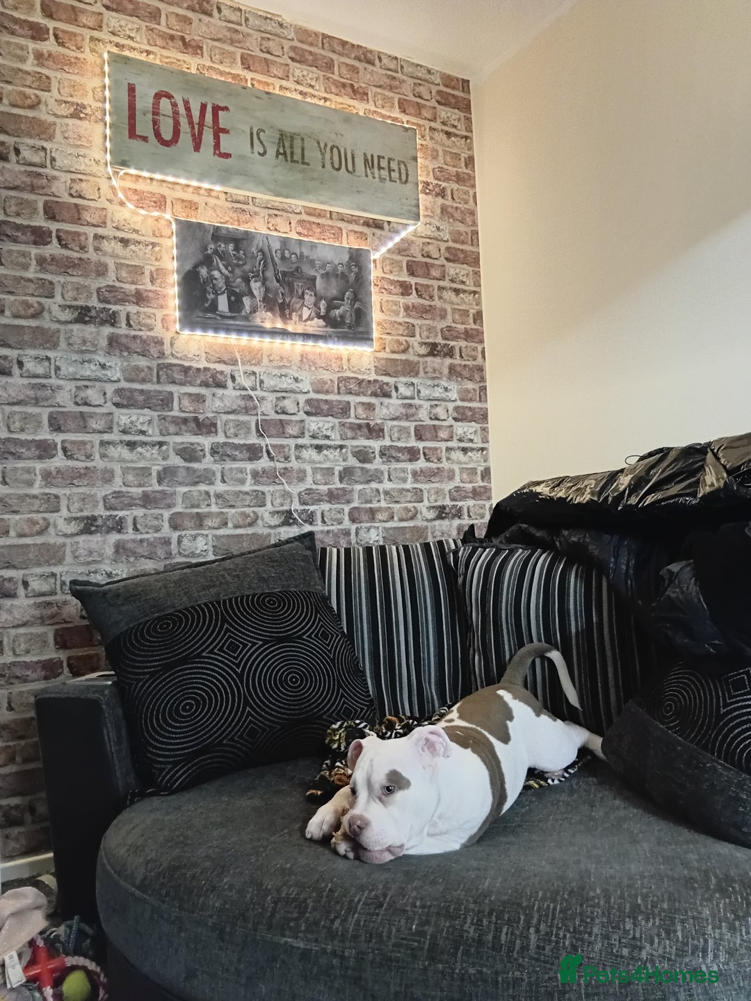 Mixed Breed dogs for sale: Micro Pocket bully  - Image 6