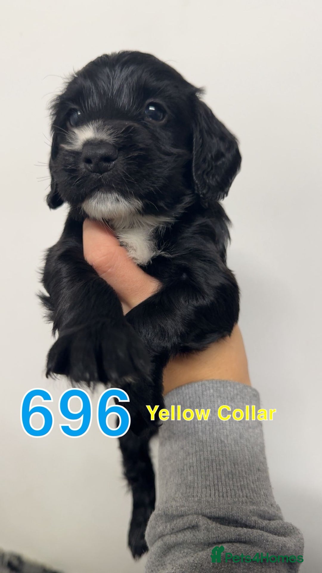 Cocker Spaniel dogs for sale: 9 wonderful cocker spaniel pups - Image 8