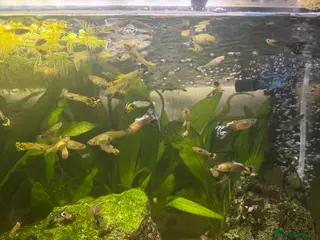Other/Mixed Breed fish Guppies - Advert 8