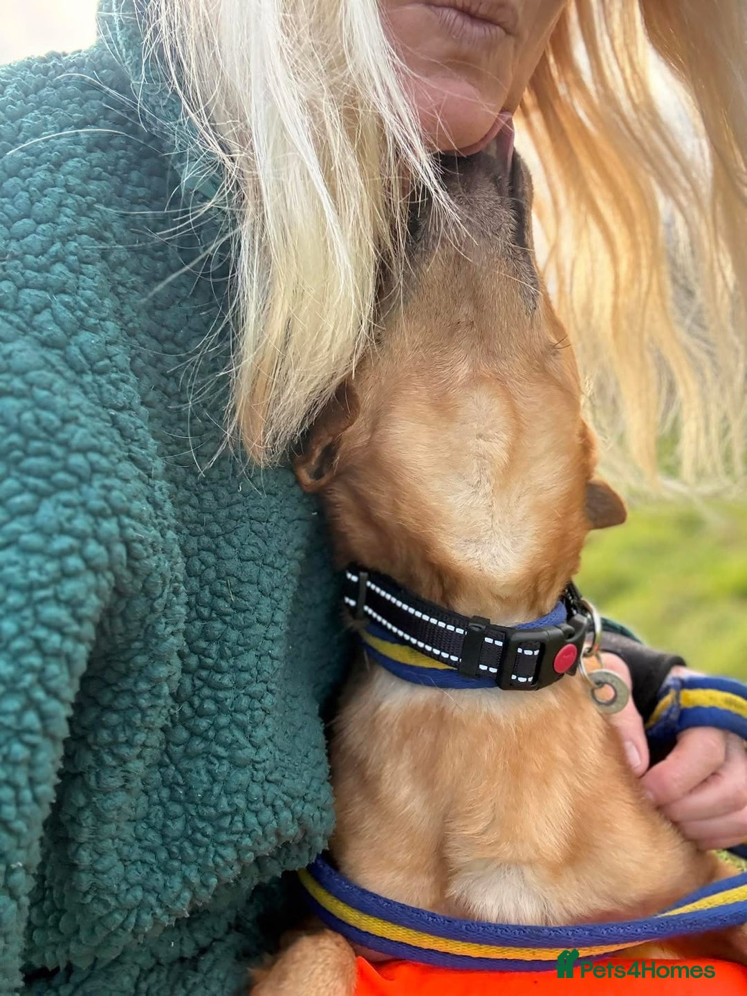 Mixed Breed dogs for adoption: Fry - Norwich Norfolk  - Advert 14