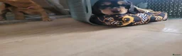 Cocker Spaniel dogs for sale: ​Gorgeous Cocker Spaniel Puppies Sna health tested - Advert 5