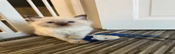 Ragdoll cats for sale: Beautiful pedigree ragdolls  - Advert 21