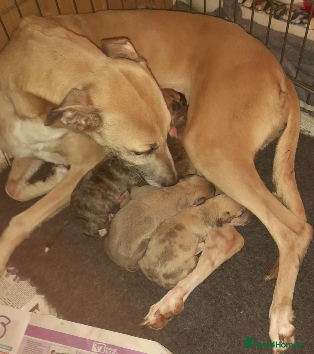 Lurcher dogs for sale: Lovely quality lurcher puppies - Advert 7