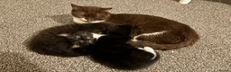 British Shorthair cats for sale: 2 lovely British short hair kittens - Advert 1