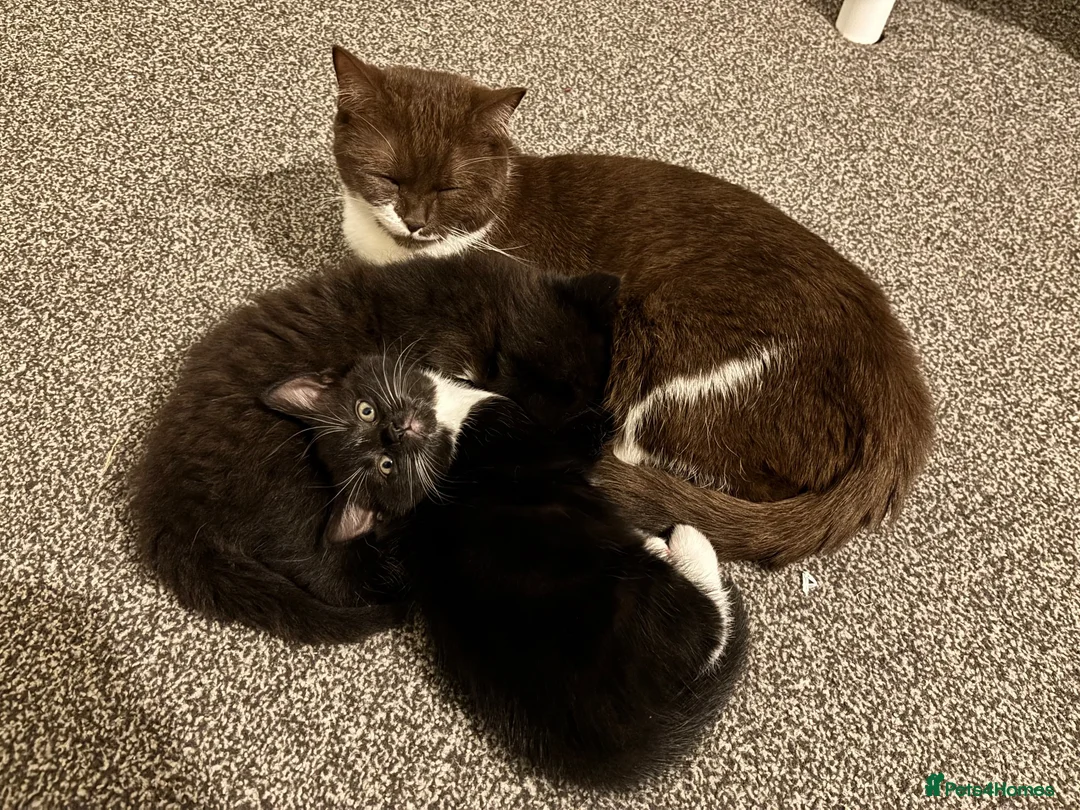 British Shorthair cats for sale: 2 lovely British short hair kittens - Advert 1