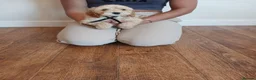 Cockapoo dogs for sale: Cockapoo puppies  - Advert 10