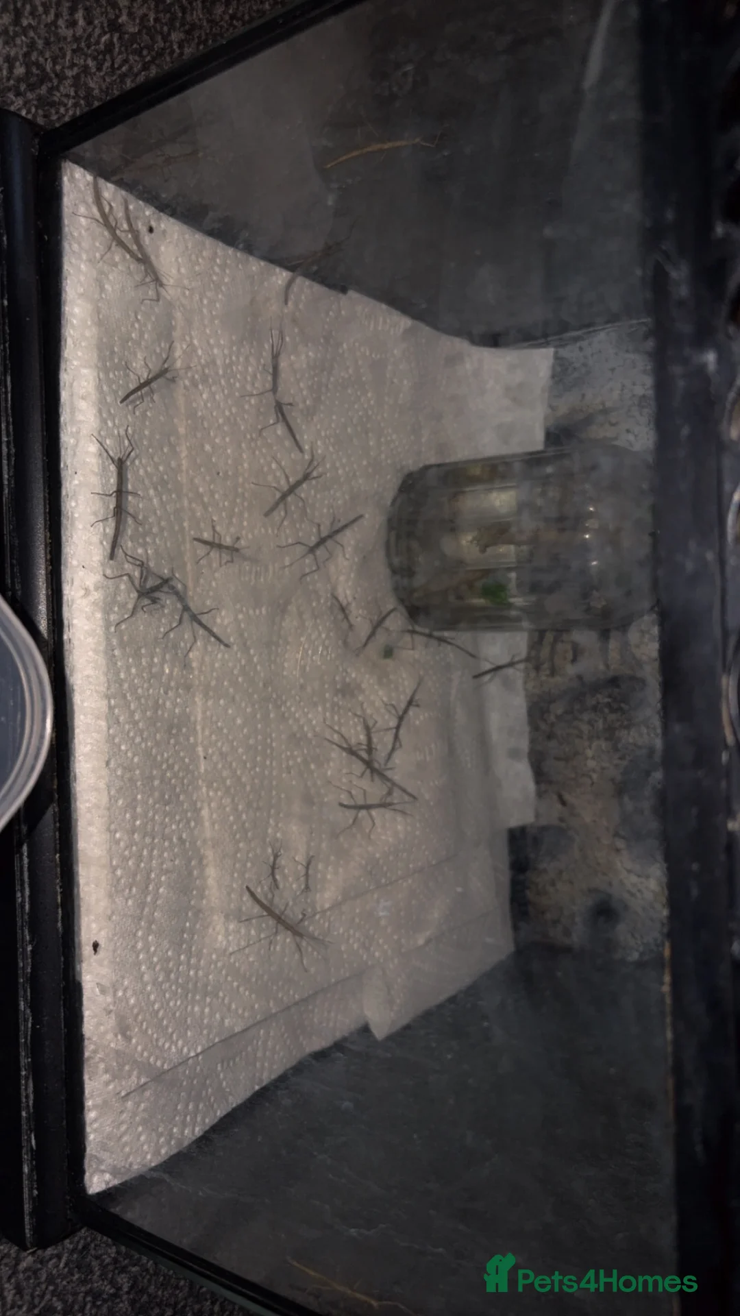 Stick Insects invertebrates for sale: Stick insects with tank  in Wisbech - Advert 2