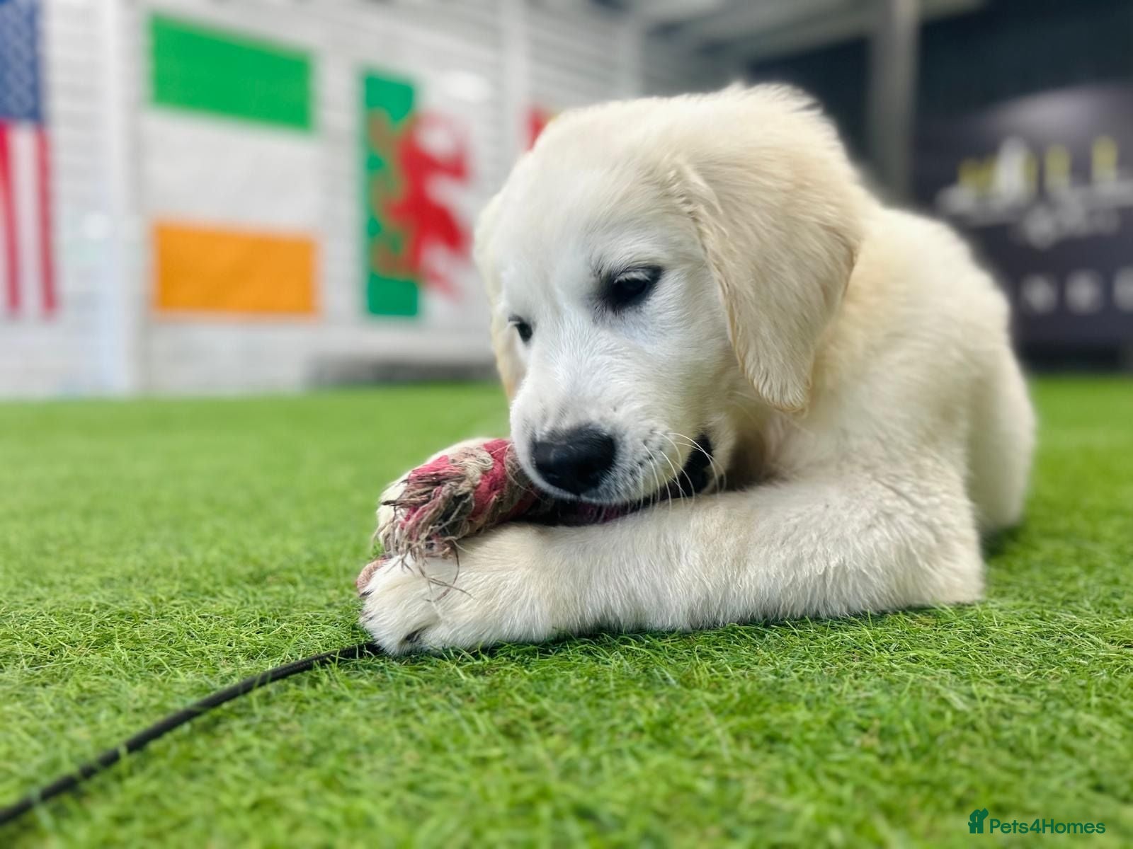 Golden Retriever dogs Advanced trained golden retriever  - Advert 2