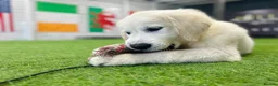 Golden Retriever dogs for sale: Advanced trained golden retriever  - Advert 2