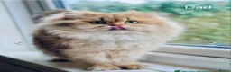 British Longhair cats for sale: Stunning British Longhair Kittens–TICA Registered - Advert 5