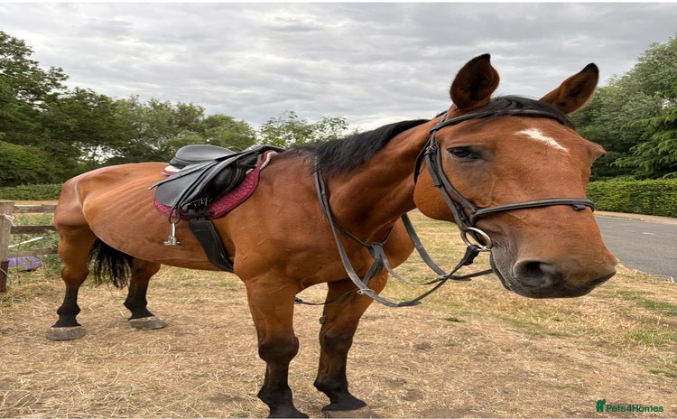 KWPN horses - Advert 1