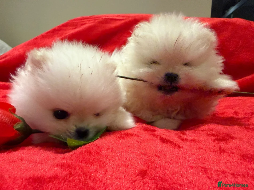 Pomeranian dogs for sale: 2 mini Pomeranian boys for sale  - Advert 3