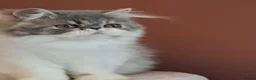 Persian cats for sale: Persian/exotic kittens - Advert 19
