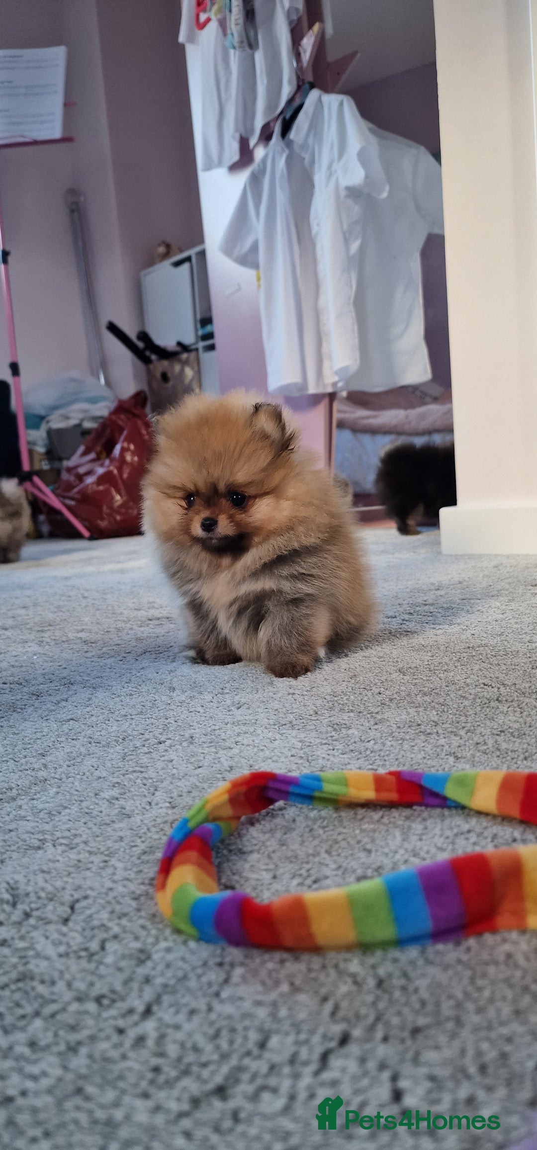 Pomeranian dogs for sale: Pomeranian 1 boy left 🤍 40+🏆lines - Advert 11