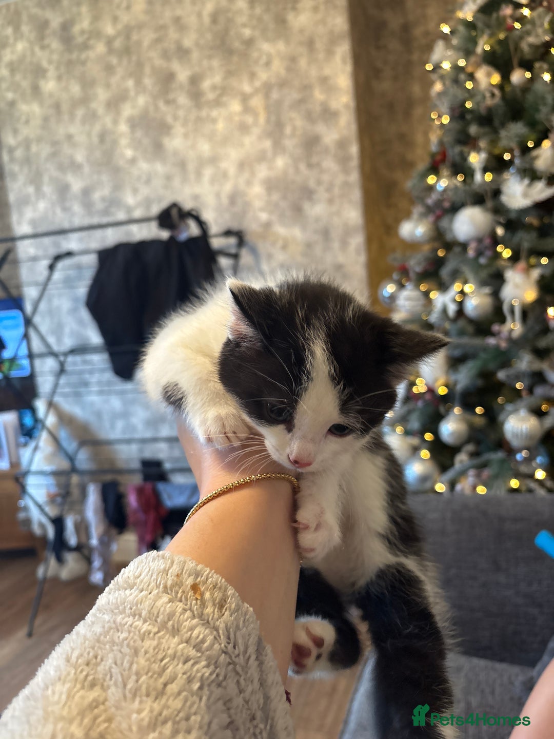 Ragdoll cats for sale: 2 male kittens for sale ready now  - Advert 4