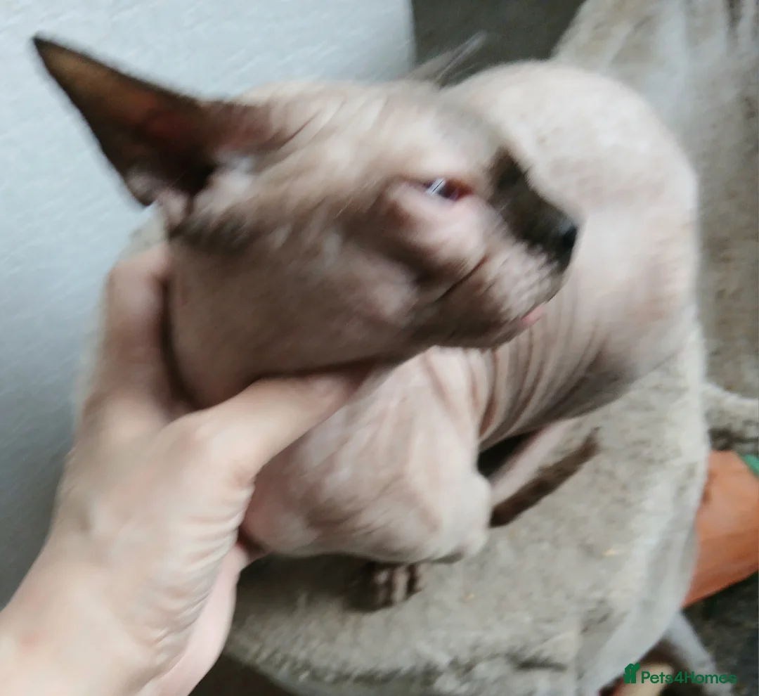 Dwelf cats for sale: Blue eyed Dwelf  in Seaham - Advert 2