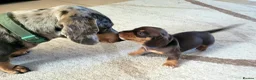 Miniature Dachshund dogs for sale: 4 stunning miniature dachshund pups - Advert 12