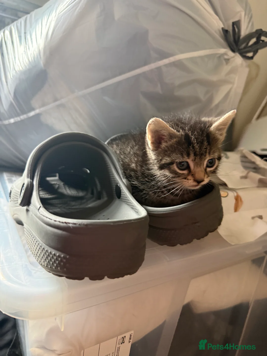 Mixed Breed cats for sale: Two kittens  in Bristol - Advert 2