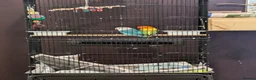 Lovebirds birds for sale: Lovebirds X2 for sale with accessories in London - Advert 2