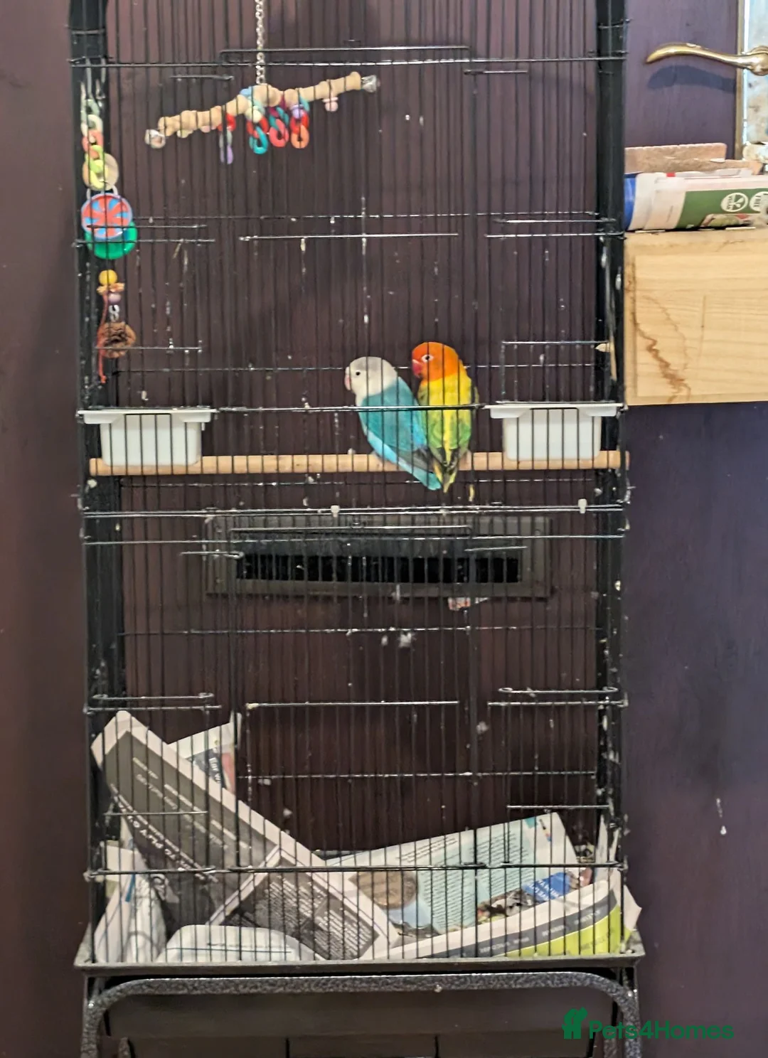 Lovebirds birds for sale: Lovebirds X2 for sale with accessories in London - Advert 2