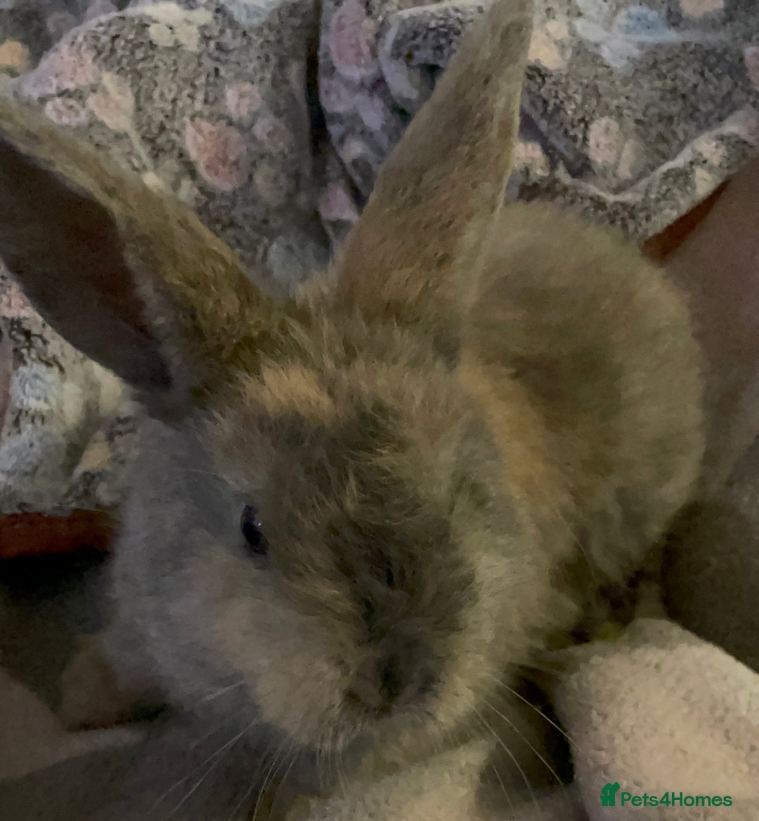 Lionhead rabbits for sale: bunnies - Advert 16