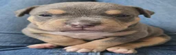 American Bully dogs for sale: American pocket bullies  - Advert 11