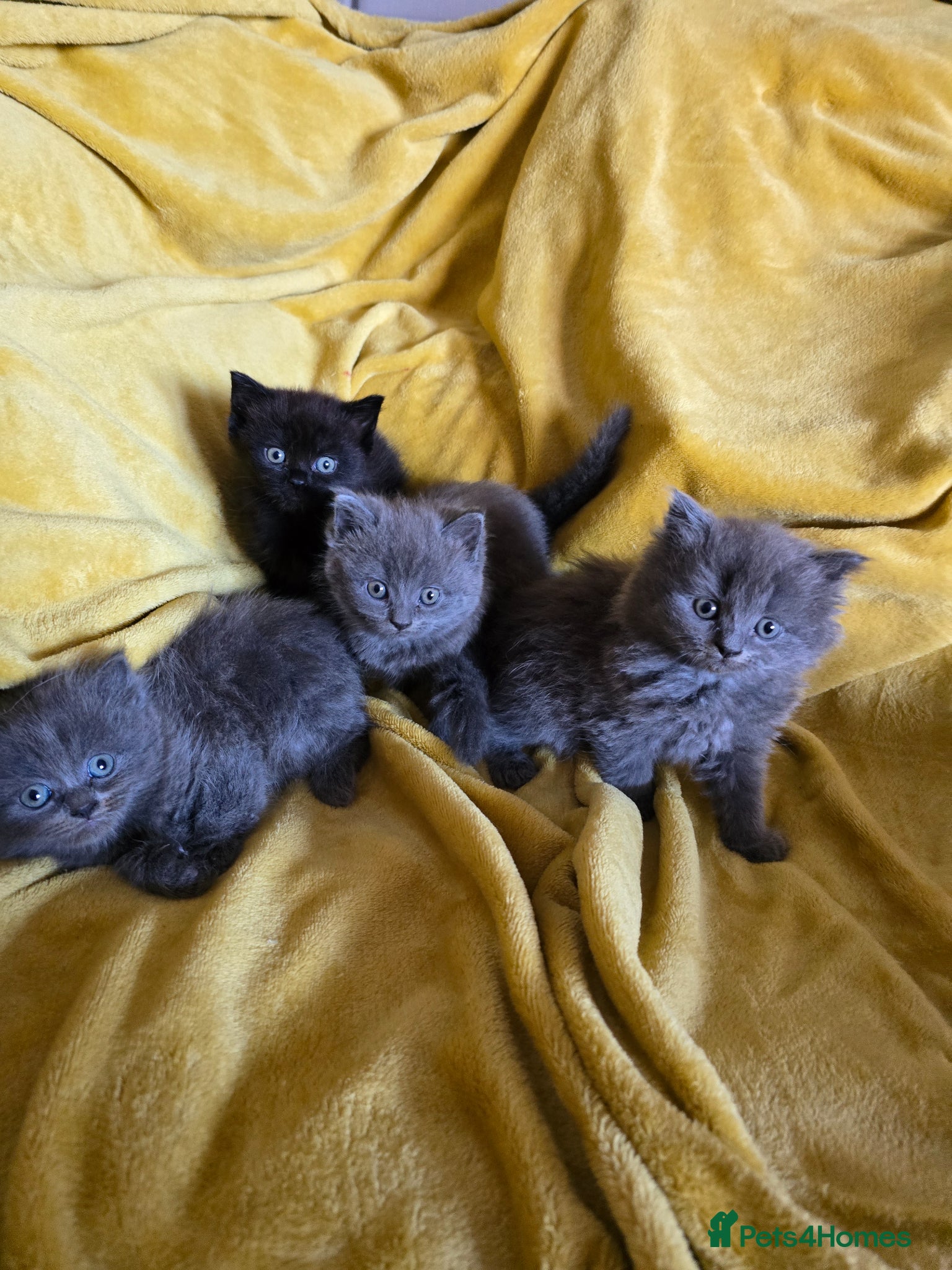 British Shorthair cats Gorgeous half British short-hair kittens - Advert 2