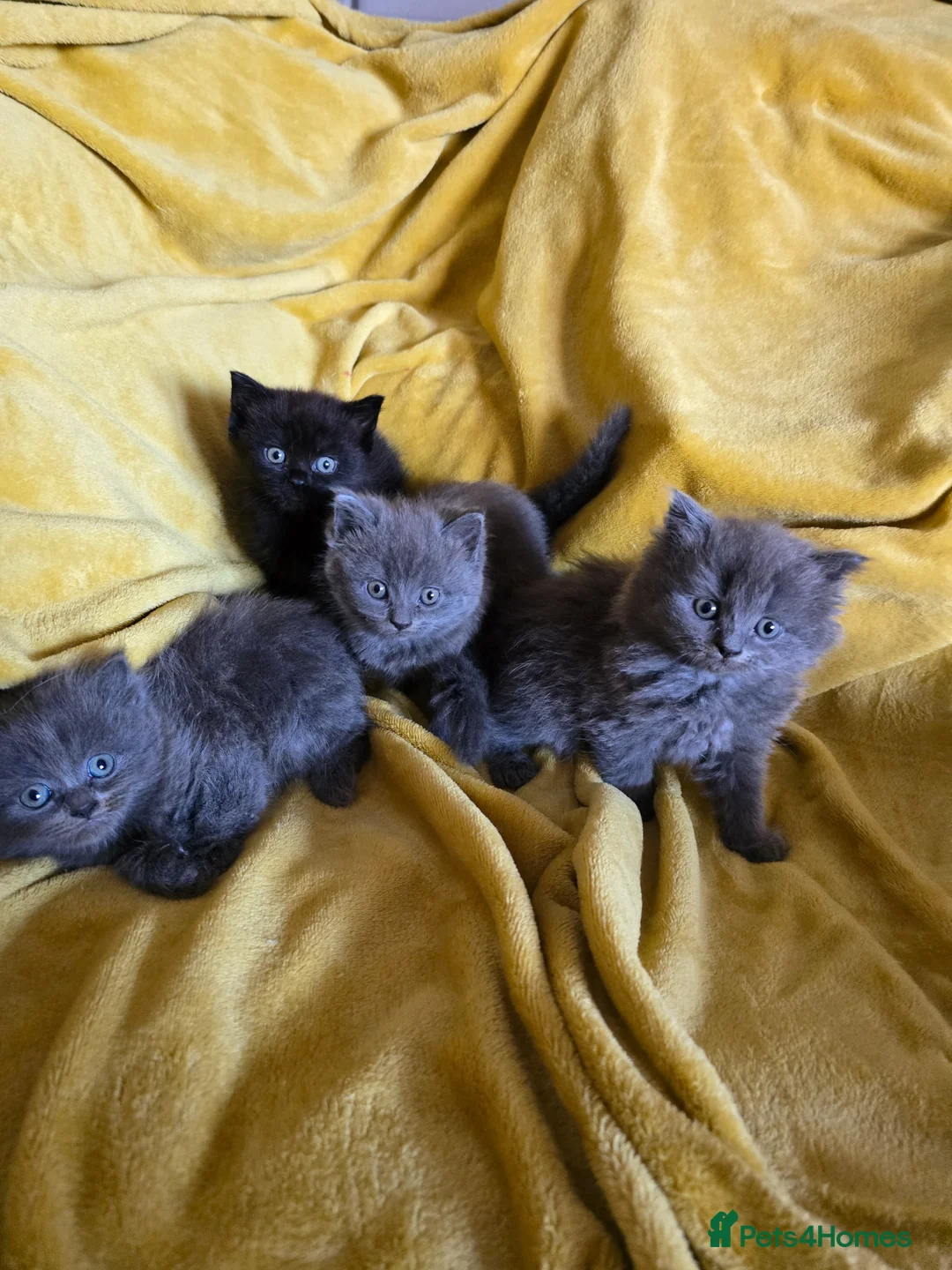British Shorthair cats for sale: Gorgeous half British short-hair kittens - Advert 2