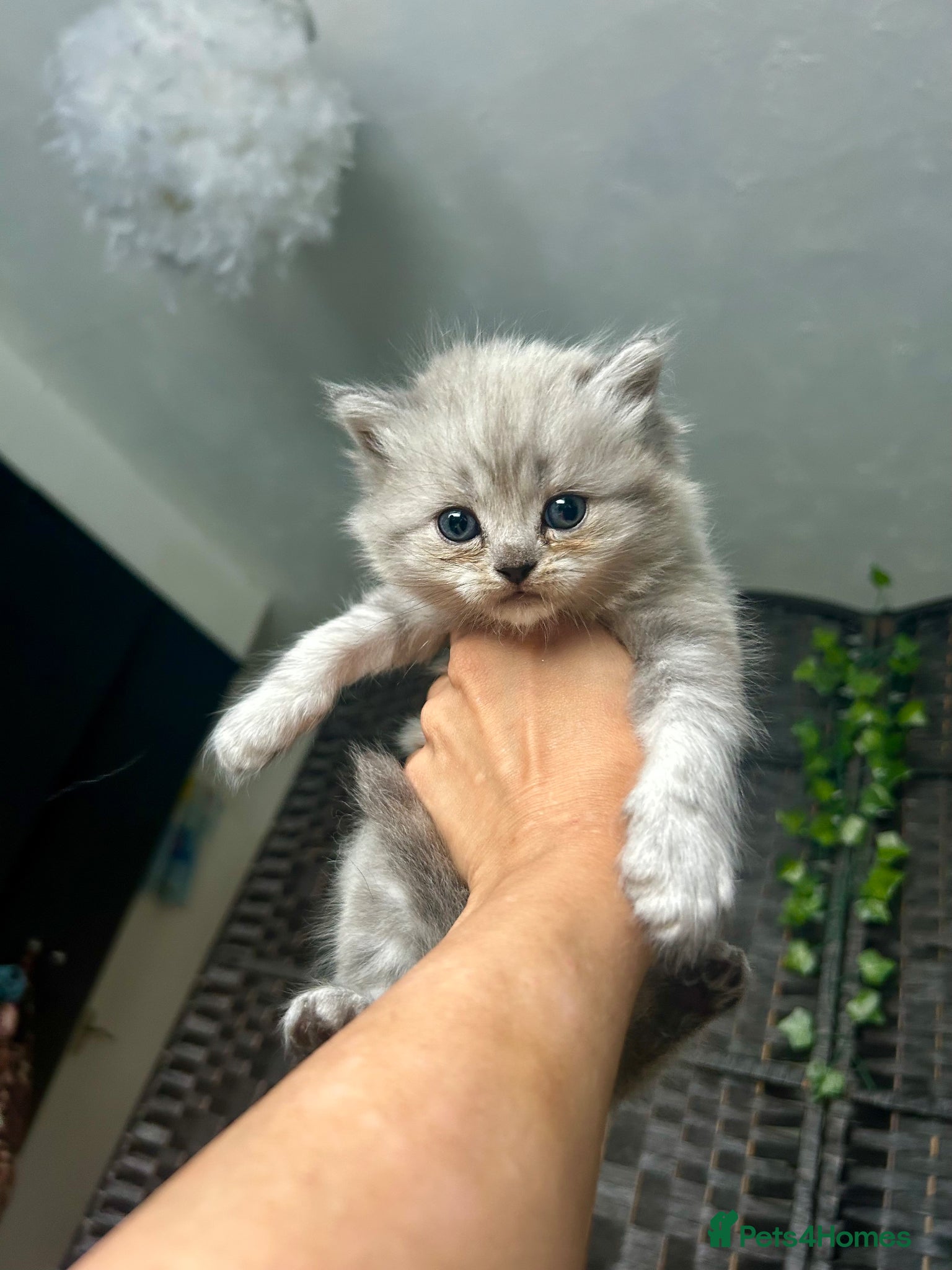 Persian cats for sale: 7-Persian kittens for sale 🩶🩵 males & Females - Advert 19