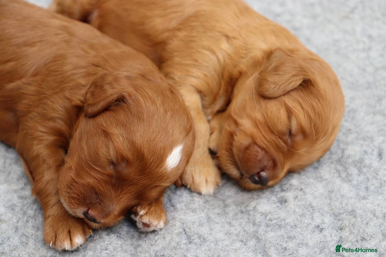 Cockapoo dogs for sale: Stunning F1 puppies Champions Bloodlines  - Advert 5