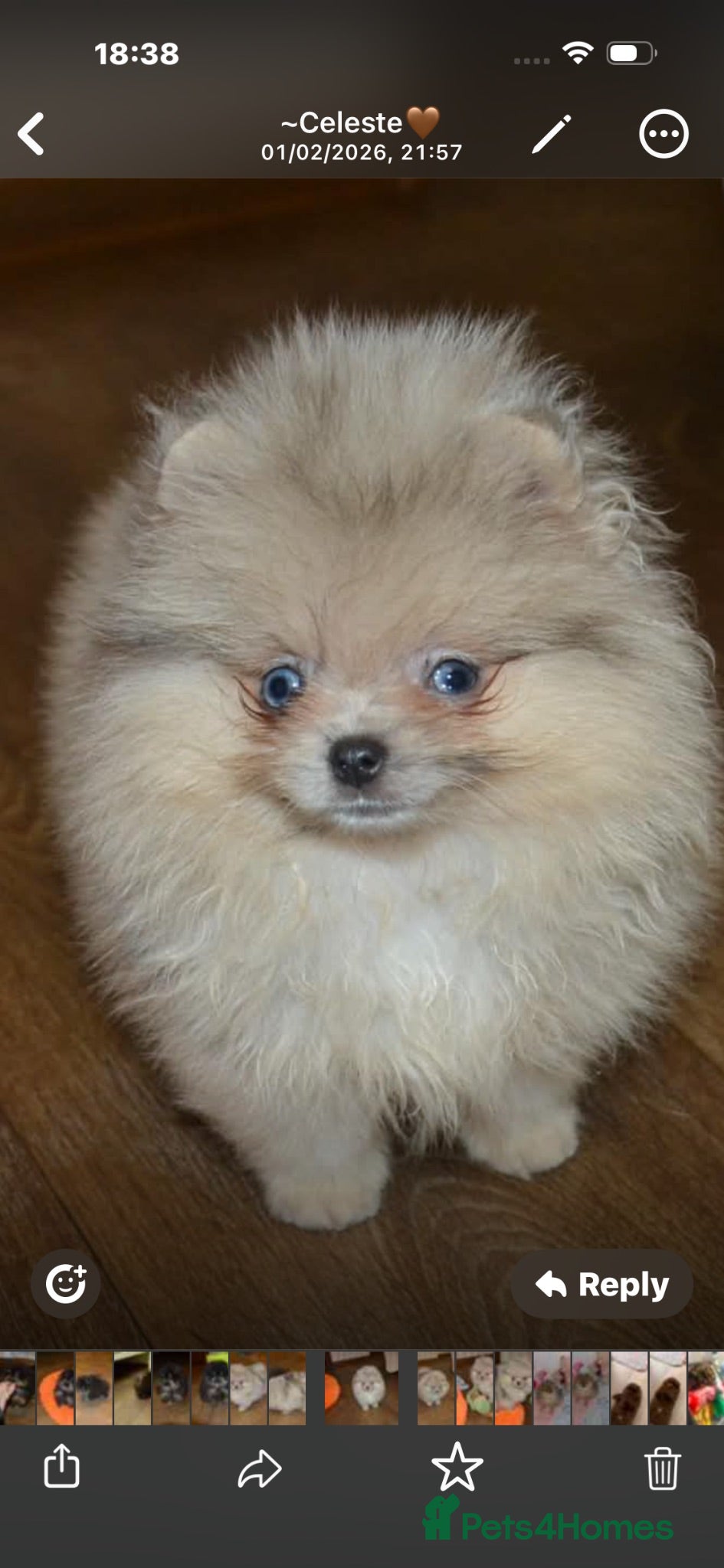 Pomeranian dogs Stunning Merle Blue Eyes Pomeranian  - Advert 4