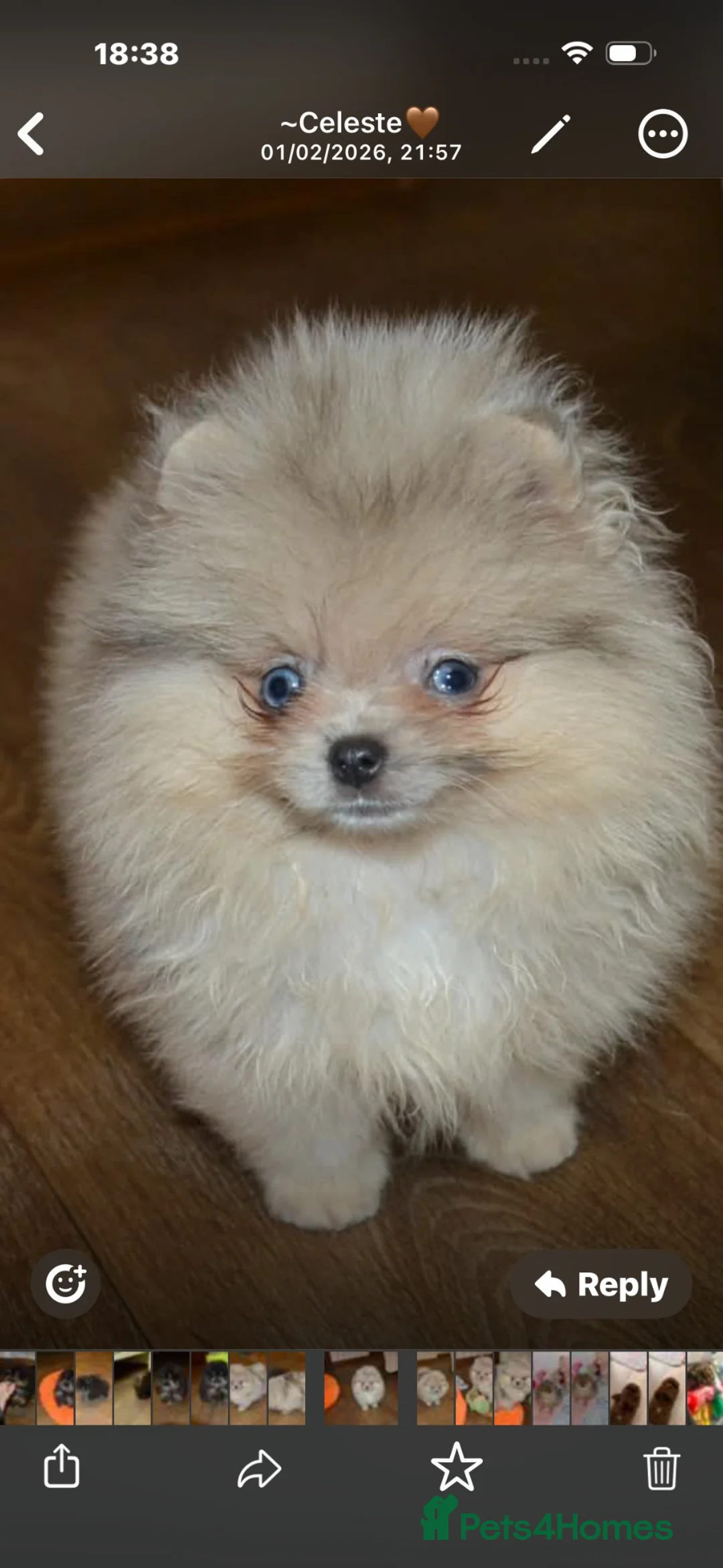Pomeranian dogs for sale: Stunning Merle Blue Eyes Pomeranian  - Advert 1