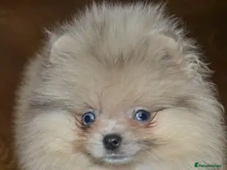 Pomeranian dogs Reduced Stunning Merle Blue Eyes Pomeranian - Advert 6