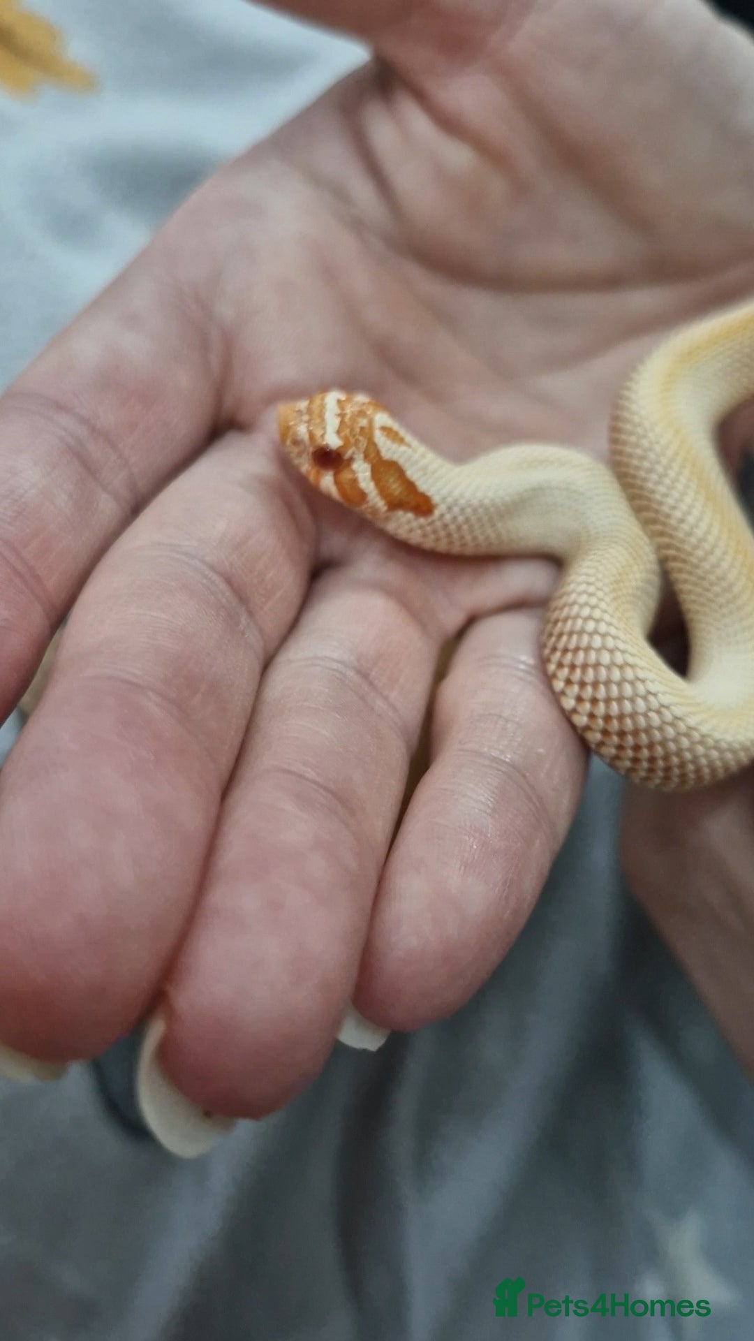 Snake reptiles for sale:  Albino superconda hognose - Advert 2