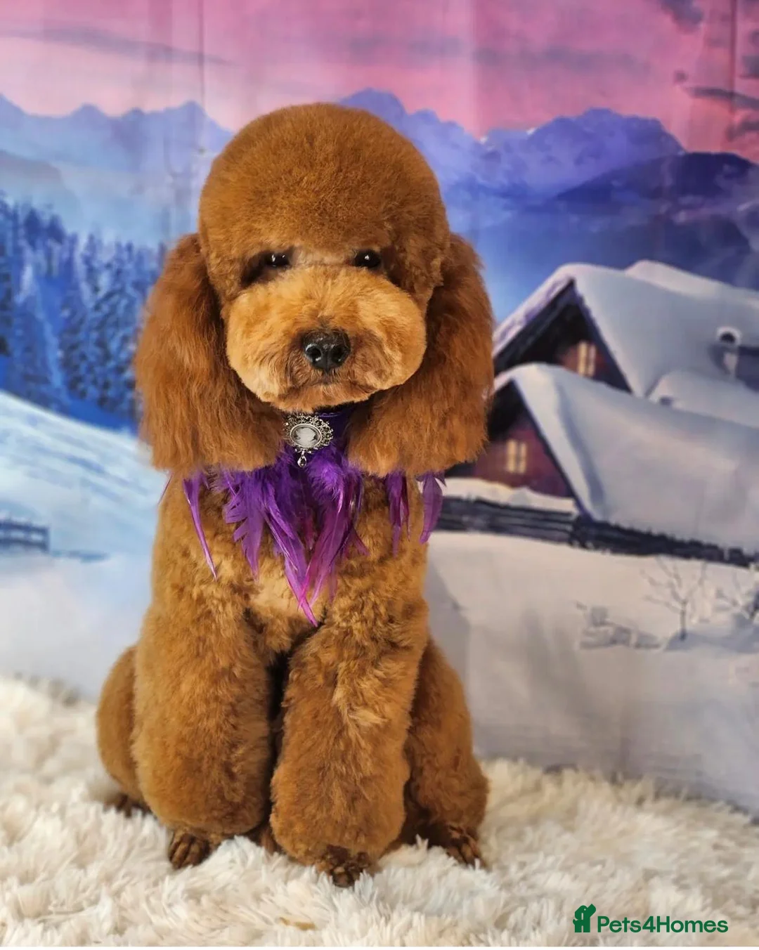 Miniature Poodle dogs for sale: Amber - Miniature Poodle in need of a loving home! in Liverpool - Advert 2