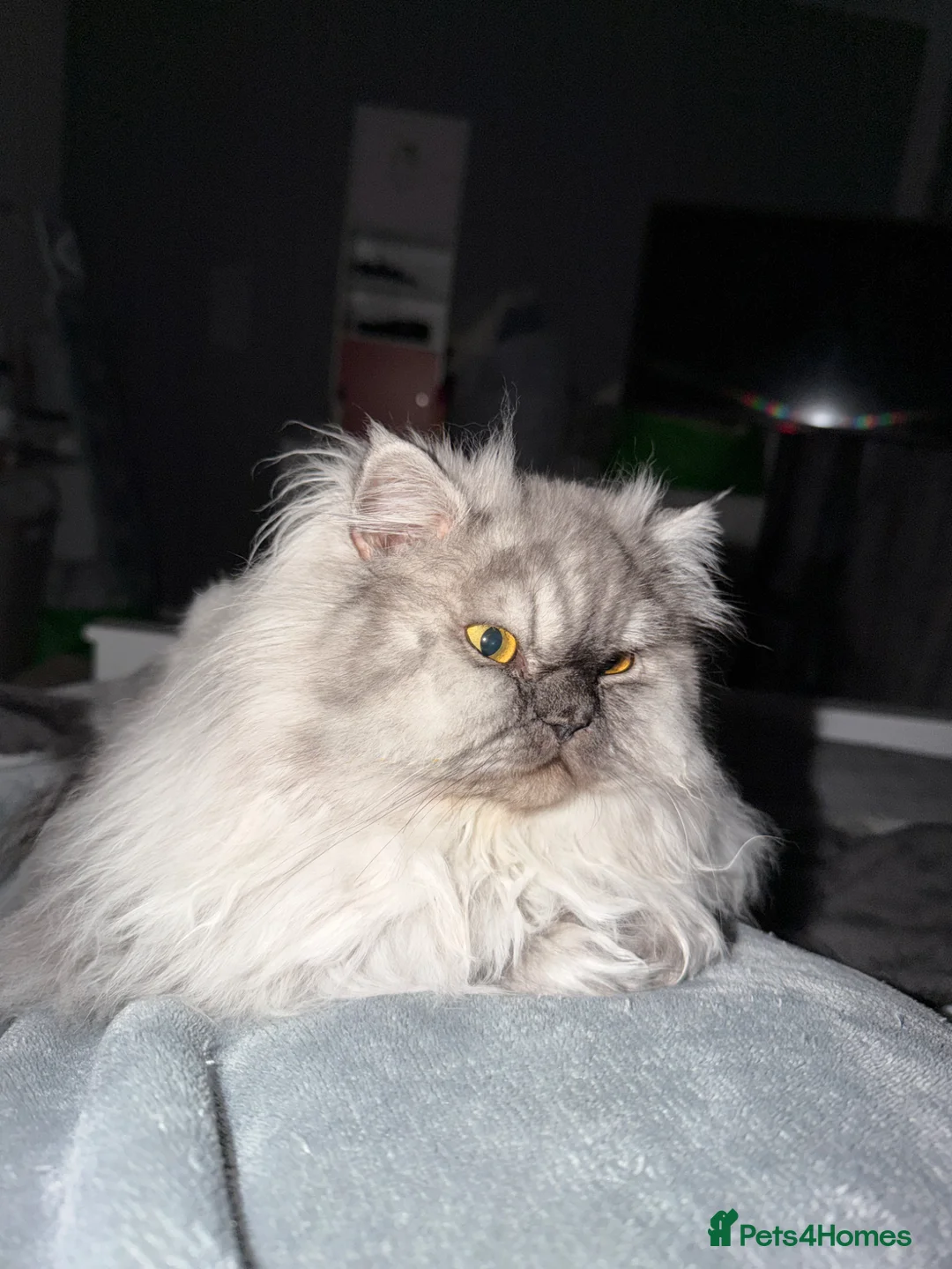 Persian cats for sale: Persian male in Ayr - Advert 1