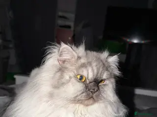 Persian cats Persian male - Advert 17