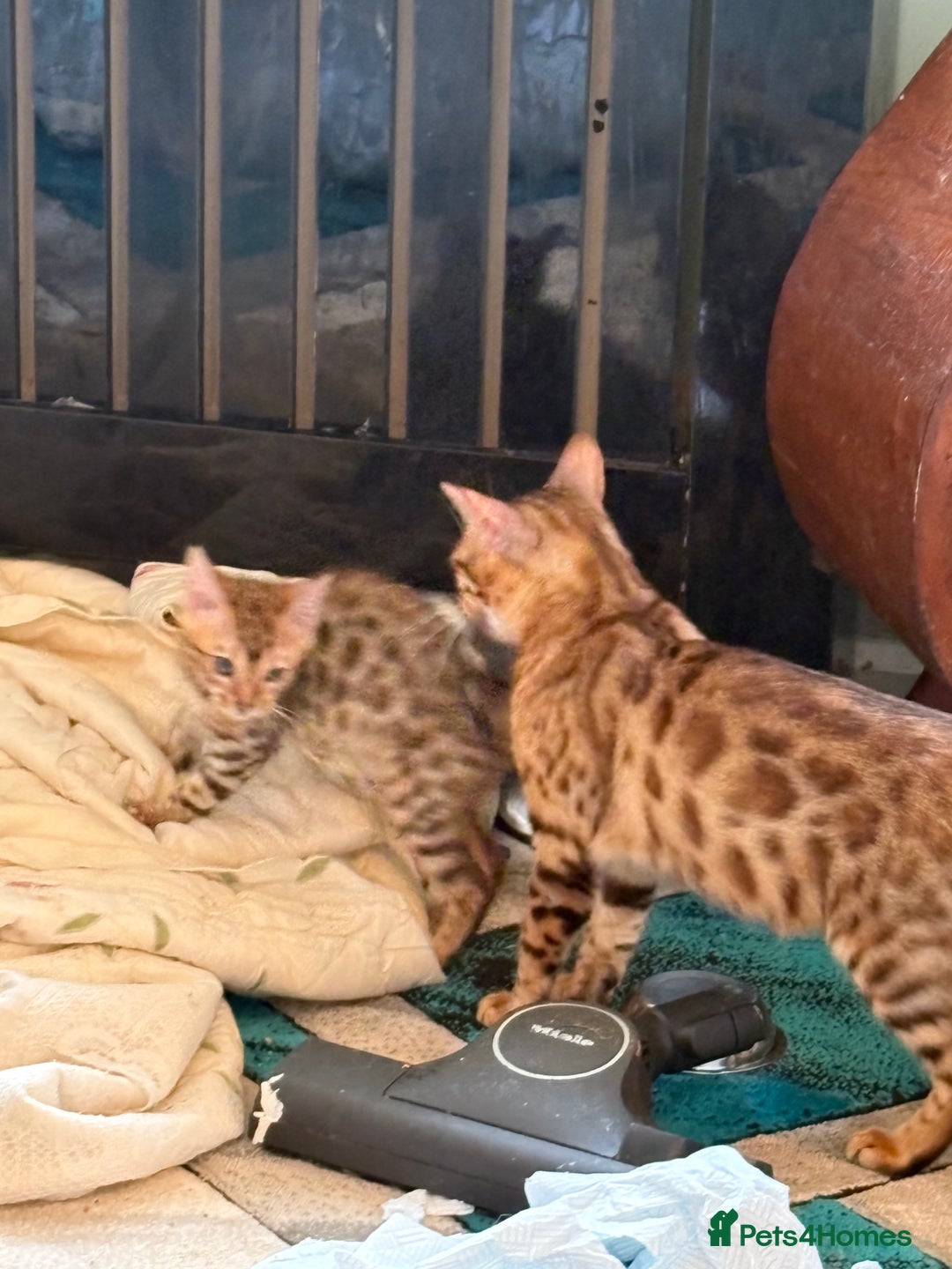 Bengal cats for sale: Registered bengal kittens - Image 9