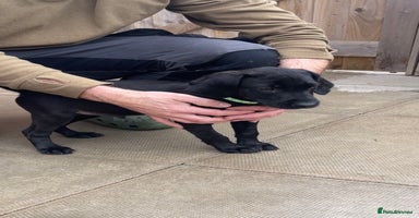 Labrador Retriever dogs - Advert 7