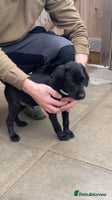 Labrador Retriever dogs - Advert 3