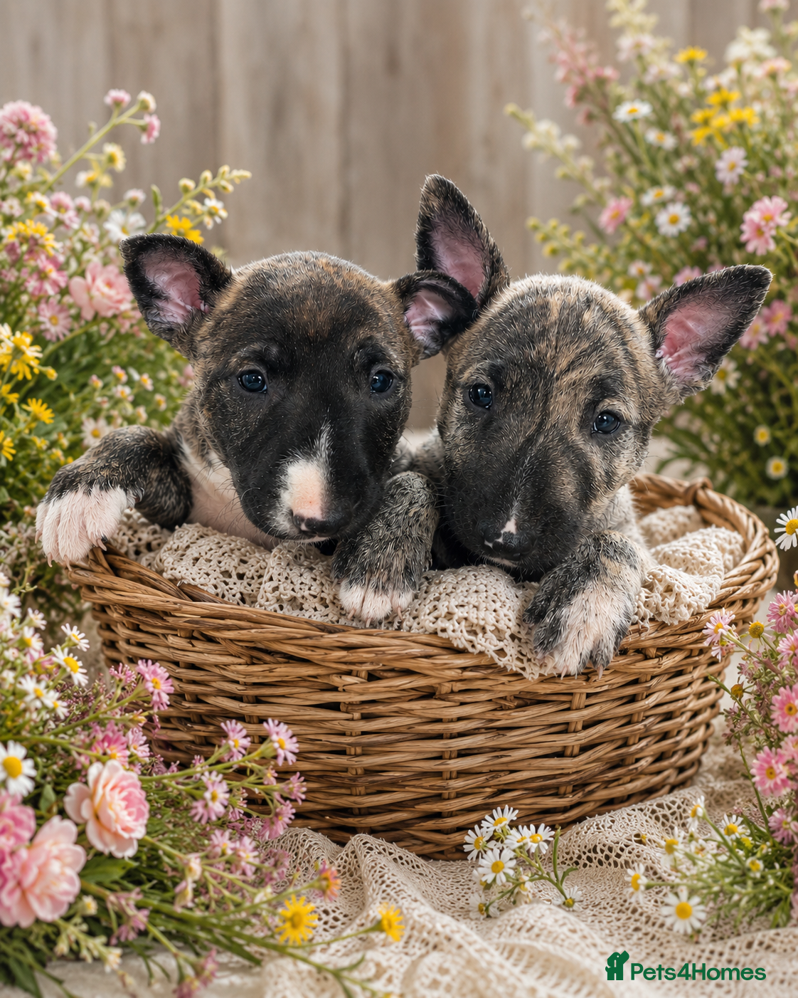 English Bull Terrier dogs for sale: *One Left* KC Reg English Bull Terrier Pups  - Advert 3