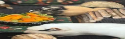 Guinea Pig rodents for sale: x2 Bonded Male Guinea Pigs - Advert 4